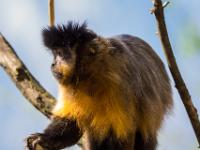 Schwarzer Kapuzineraffe